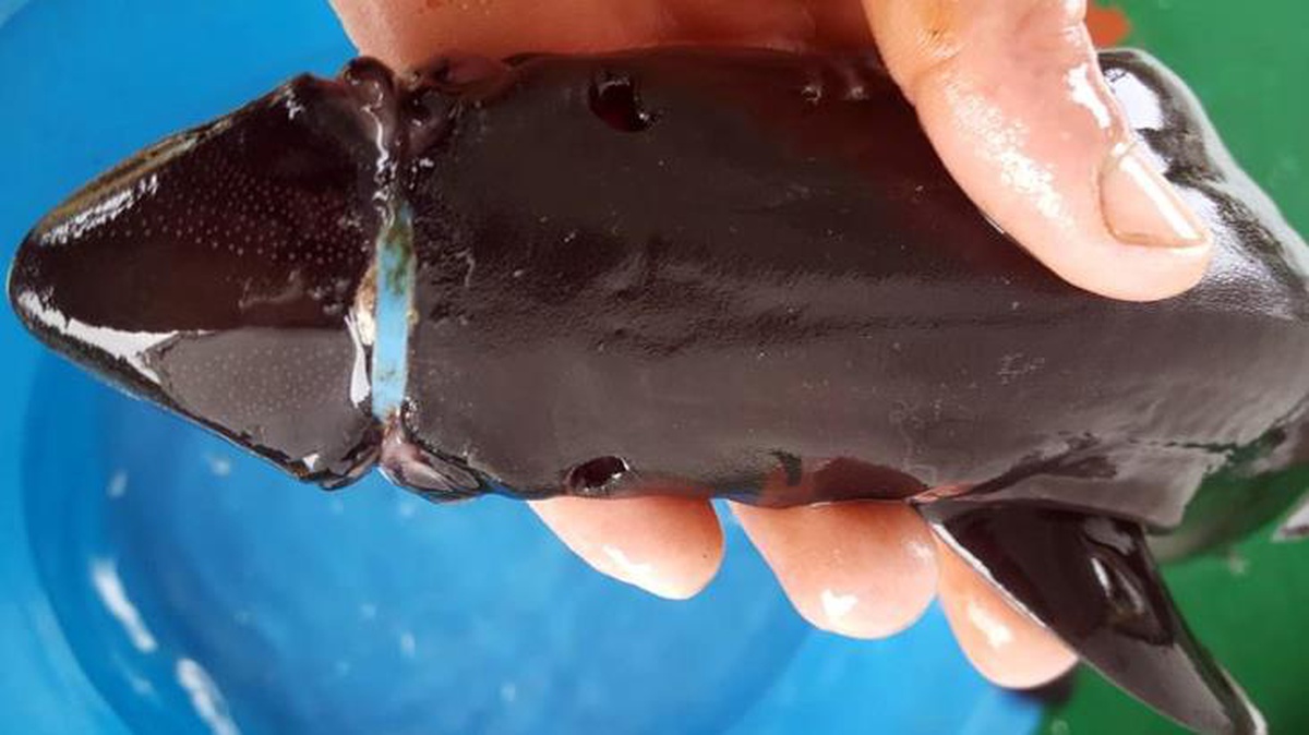 Genç balıkçı, yavru köpek balığının başına takılıp yer yapan plastik halkayı çıkardı