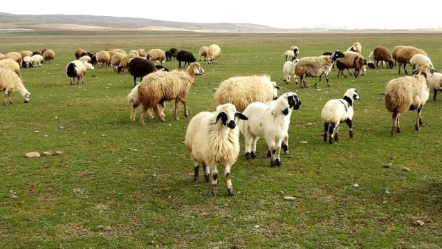 İlkbaharın erken gelişi besicileri sevindirdi