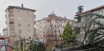 Kocaeli'de şiddetli rüzgar ağacı devirdi