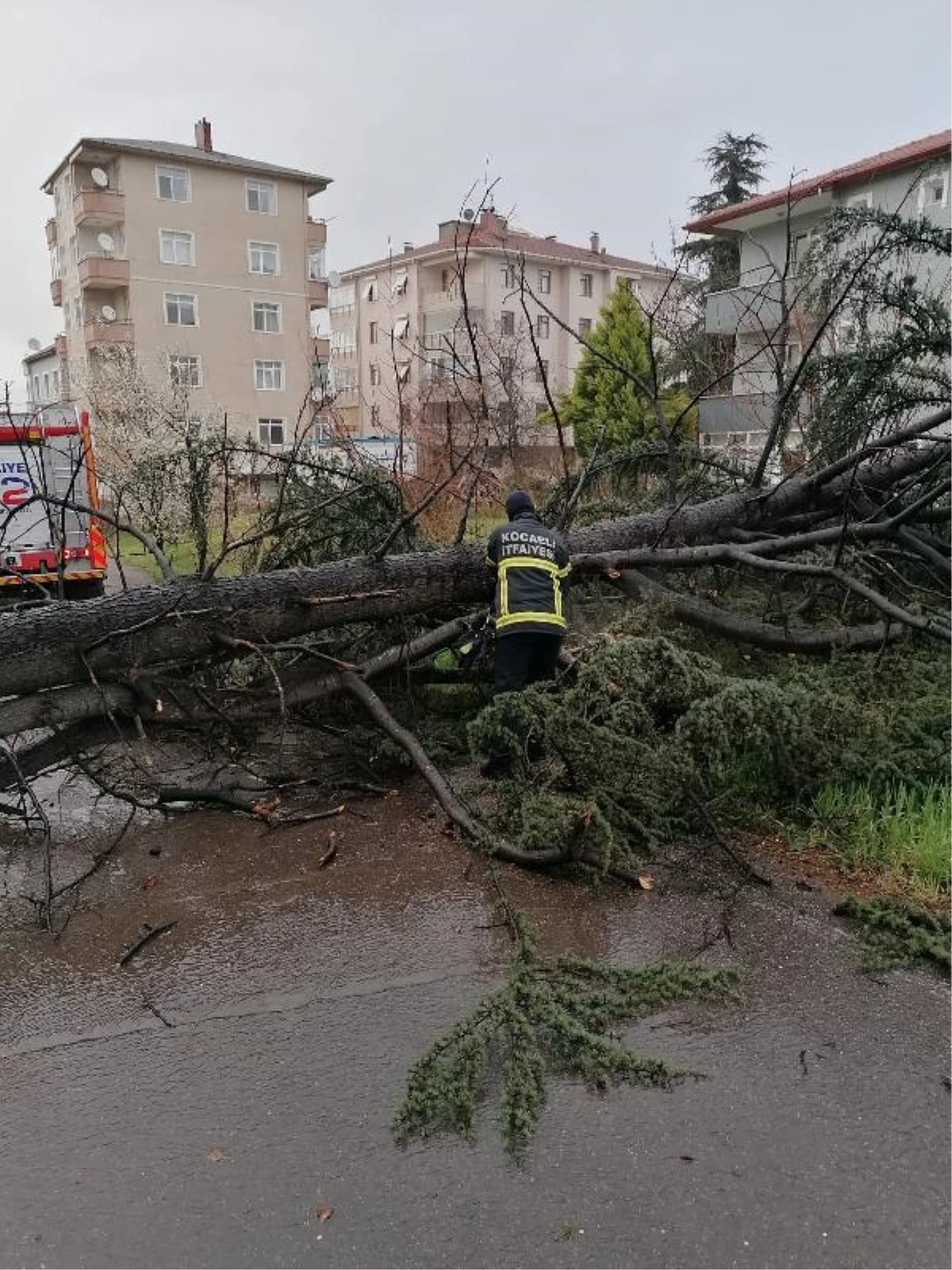 Kocaeli\'de şiddetli rüzgar ağacı devirdi