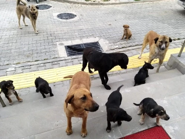 Orhaneli'de sahipsiz köpekler toplandı