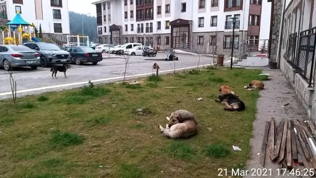 Orhaneli'de sahipsiz köpekler toplandı