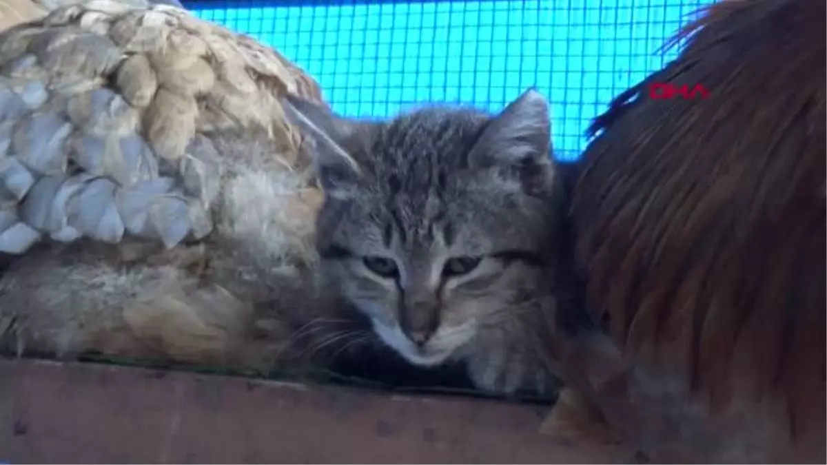 TRABZON Yavru kedi, horoz ve tavuklarla birlikte kümeste yaşıyor