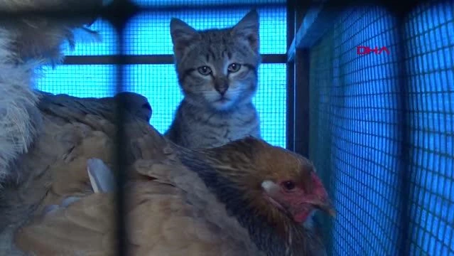 TRABZON Yavru kedi, horoz ve tavuklarla birlikte kümeste yaşıyor