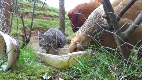 TRABZON Yavru kedi, horoz ve tavuklarla birlikte kümeste yaşıyor