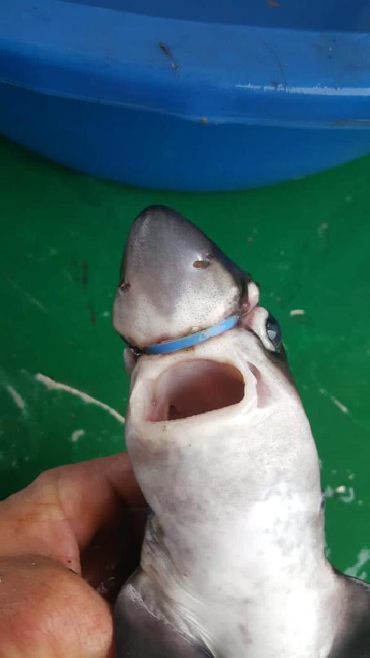 Yavru köpek balığının başına takılan plastik halkayı çıkardı