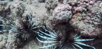 Akdeniz'de aslan balığı sürüsü görüntülendi