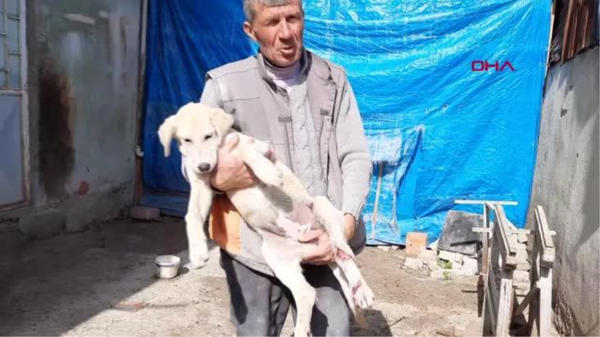 BURSA İznik\'te işkence yapılan köpek, tedavi edildi