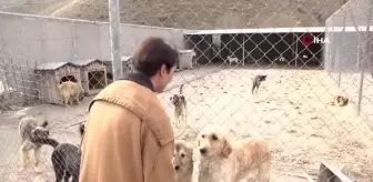 Çankaya Belediyesi 'Sokak hayvanlarını sahiplendirme portalı' oluşturdu