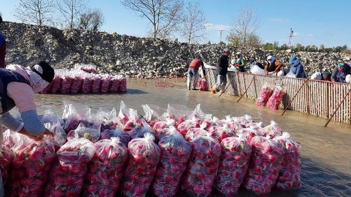 Gizemli hayırsever poşetle getirdiği parayı turp işçilerine dağıttı