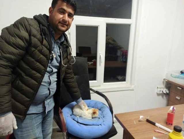 Jandarma ekipleri sokakta buldukları hasta kedi tedavi etti