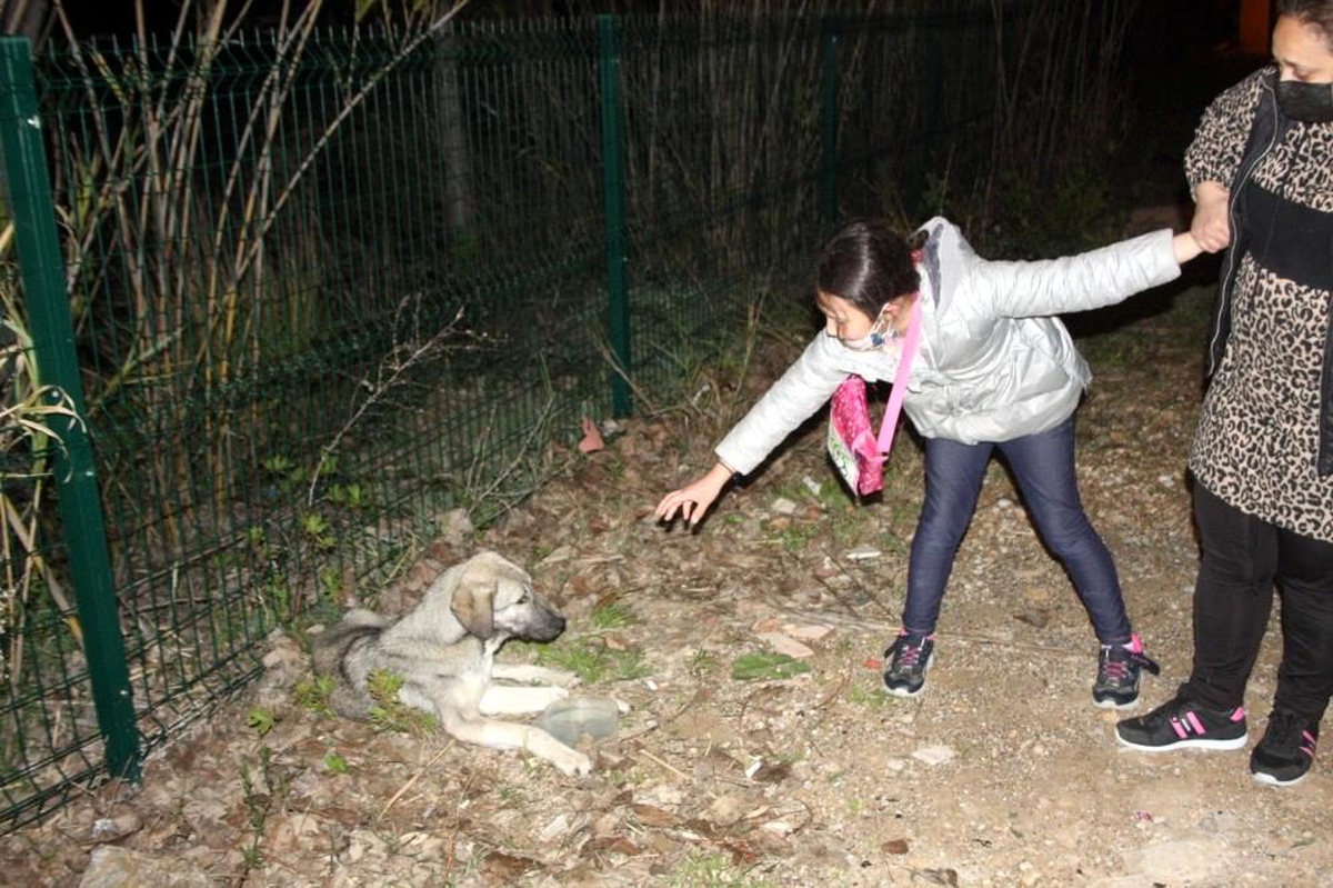 Küçük kızın hasta köpeğin başındaki "ne olur ölmesin" diye ağlayışları yürekleri burktu