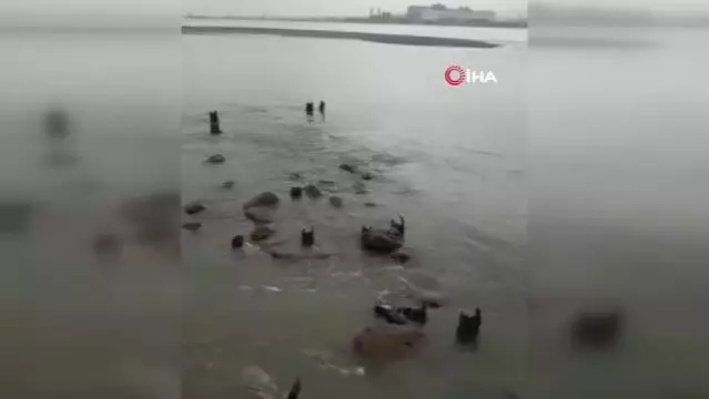 Son dakika haber! Sahilde yaşanan gelgit olayı kameralara yansıdı