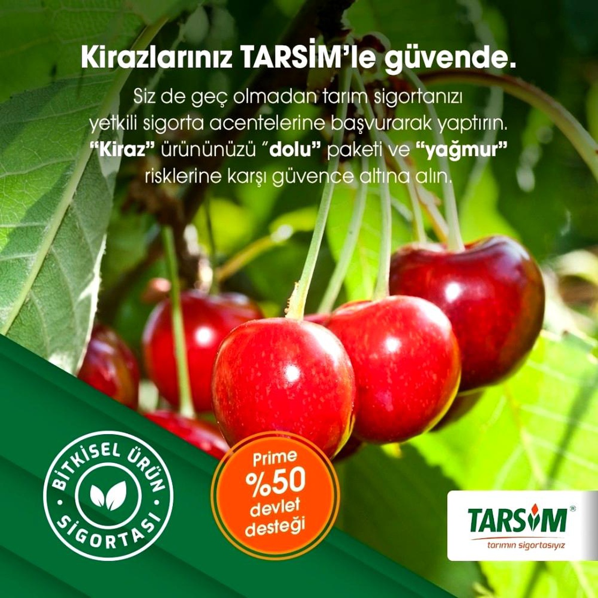 TARSİM: "Kiraz ürününüz dolu paketi kapsamında güvende"