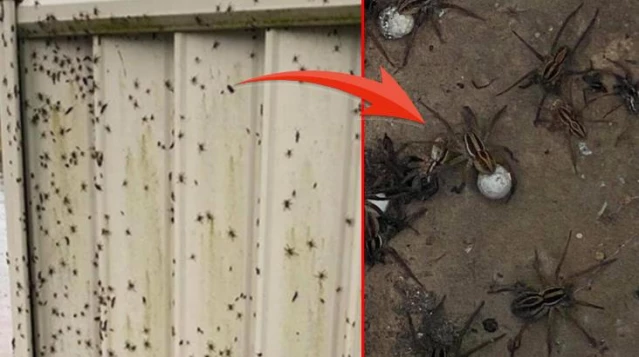 Avustralya'da 100 yılın felaketi yaşanıyor! Zehirli örümcekler selle ortaya saçıldı, 10 dakikada insan öldürüyor