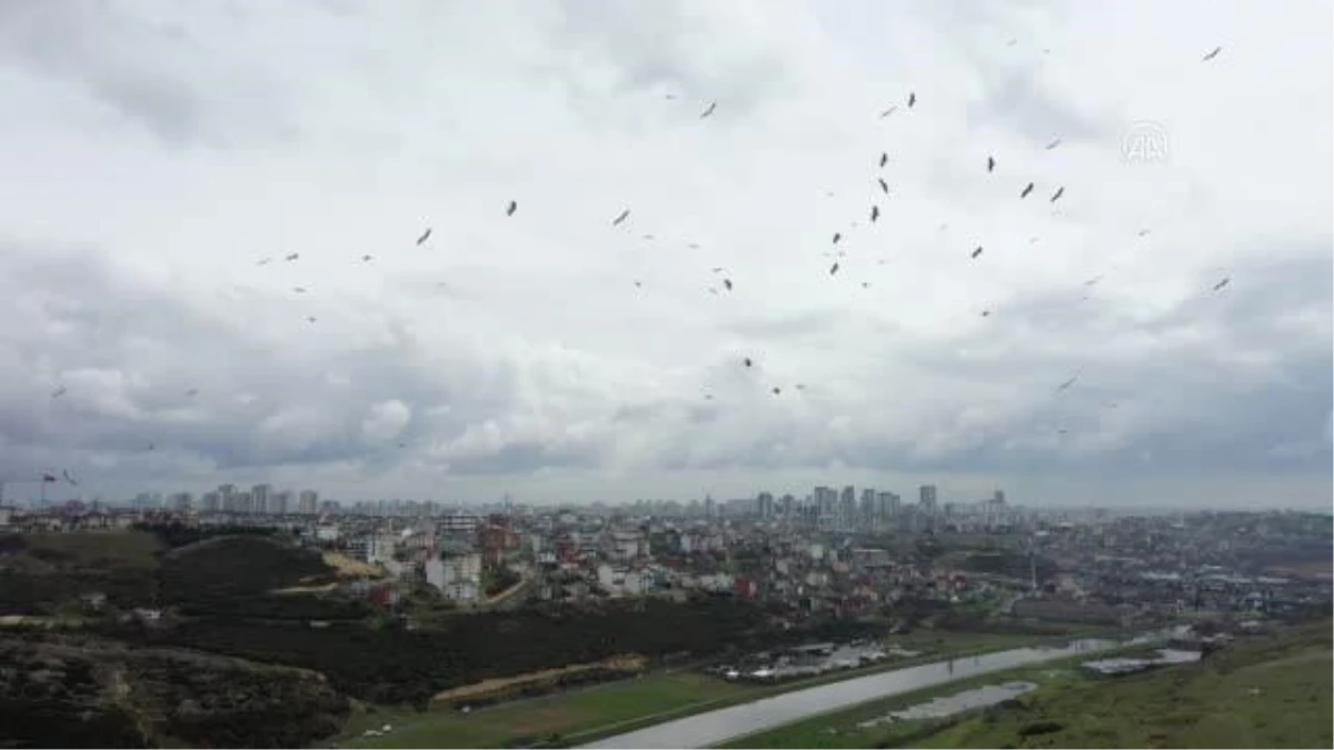 Baharın müjdecisi leylekler, İstanbul\'a gelmeye başladı - Drone