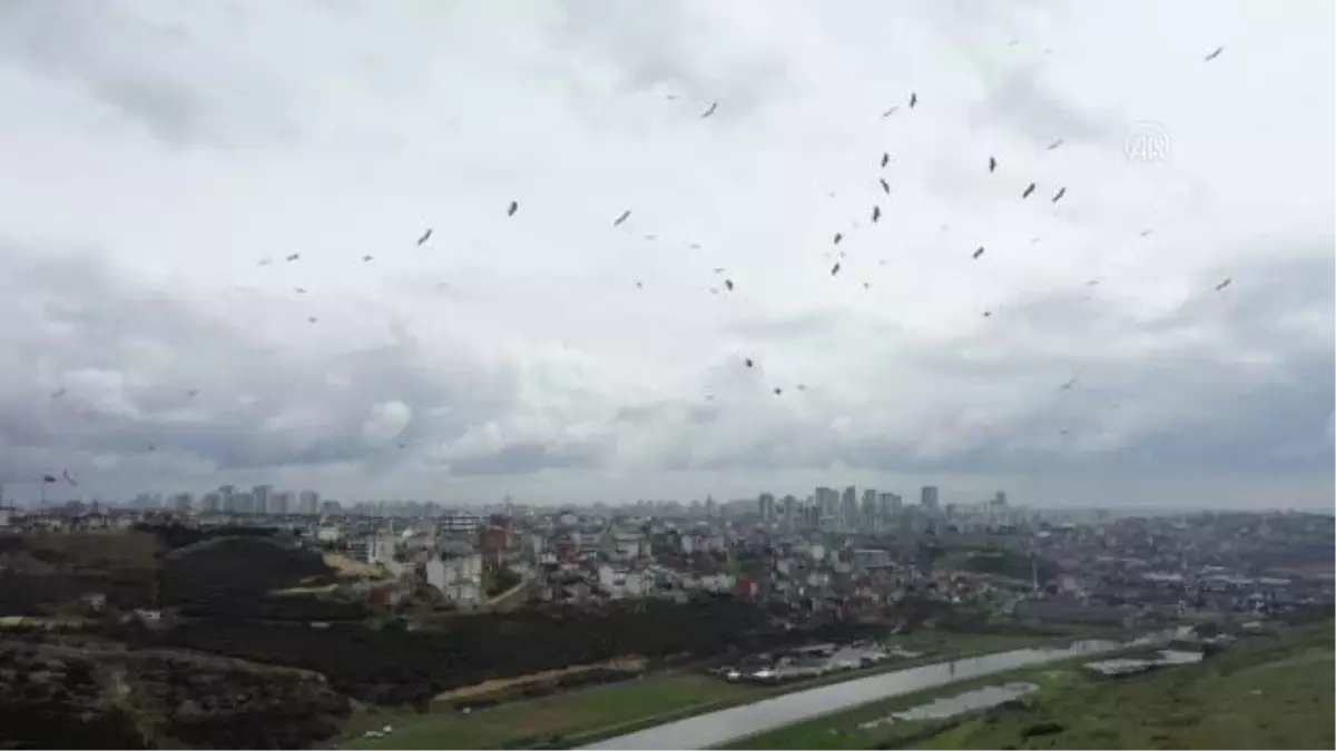 Baharın müjdecisi leylekler, İstanbul\'a gelmeye başladı - Drone