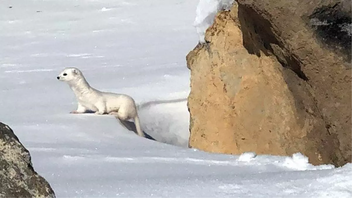 Görüntü Türkiye\'den! Dışarı çok nadir çıkıyor, tam o anda deklanşöre basıldı