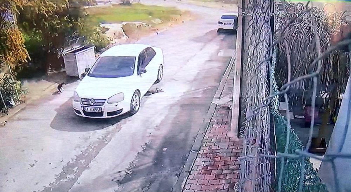 Kediyi ezerek öldüren sürücü gözaltına alındı