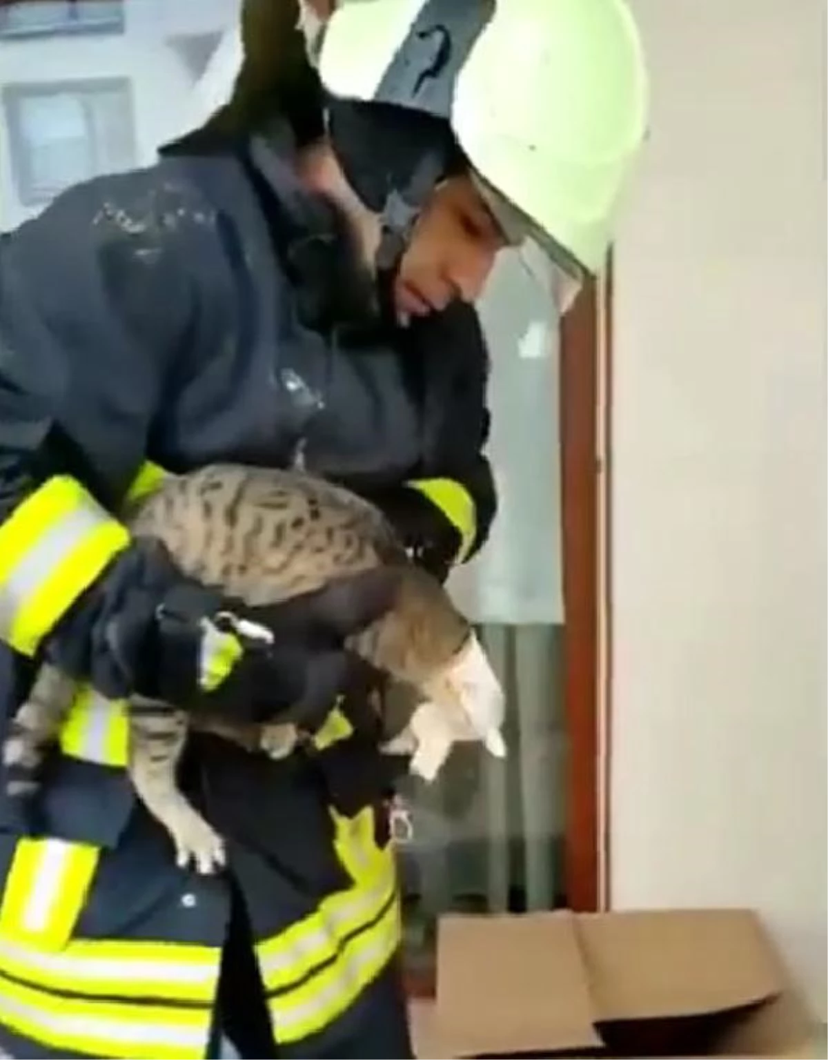 Konserve kutusuna başı sıkışan kediyi itfaiye ekipleri kurtardı