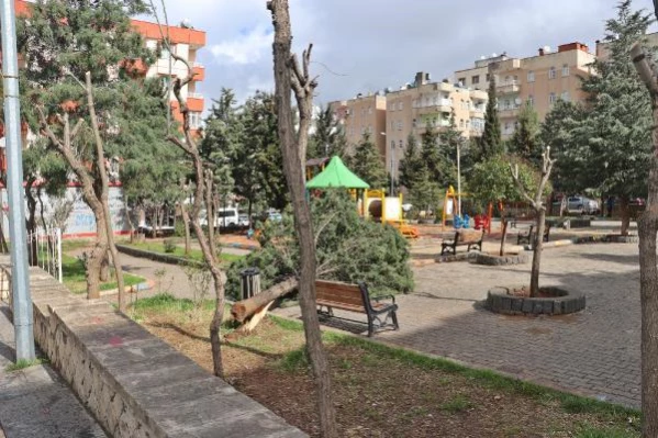 MARDİN Mardin'de fırtına; parkın 25 yıllık ağacı devrildi