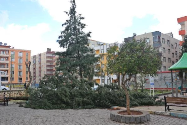 MARDİN Mardin'de fırtına; parkın 25 yıllık ağacı devrildi
