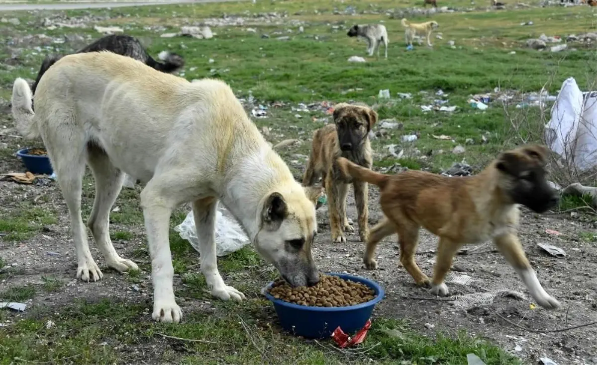 Sahipli kedi ve köpeklerin kimliklendirilmesi mecburi olacak