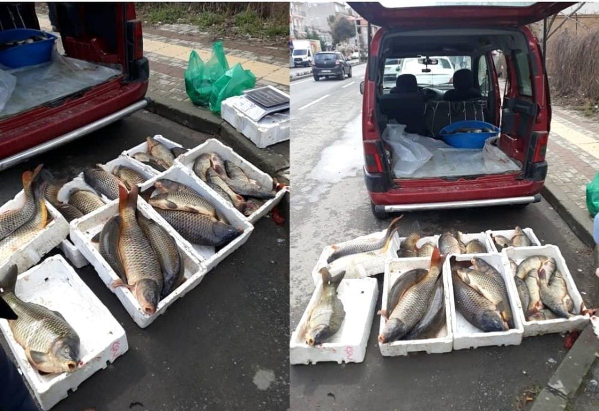 Tekirdağ\'da avcılığı yasaklanan 10 kasa sazan ele geçirildi