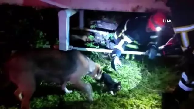 Yaralı yavru köpekler telef olmaktan kurtarıldı