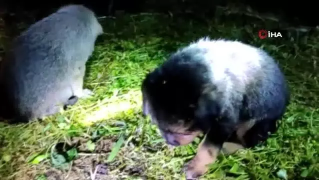 Yaralı yavru köpekler telef olmaktan kurtarıldı