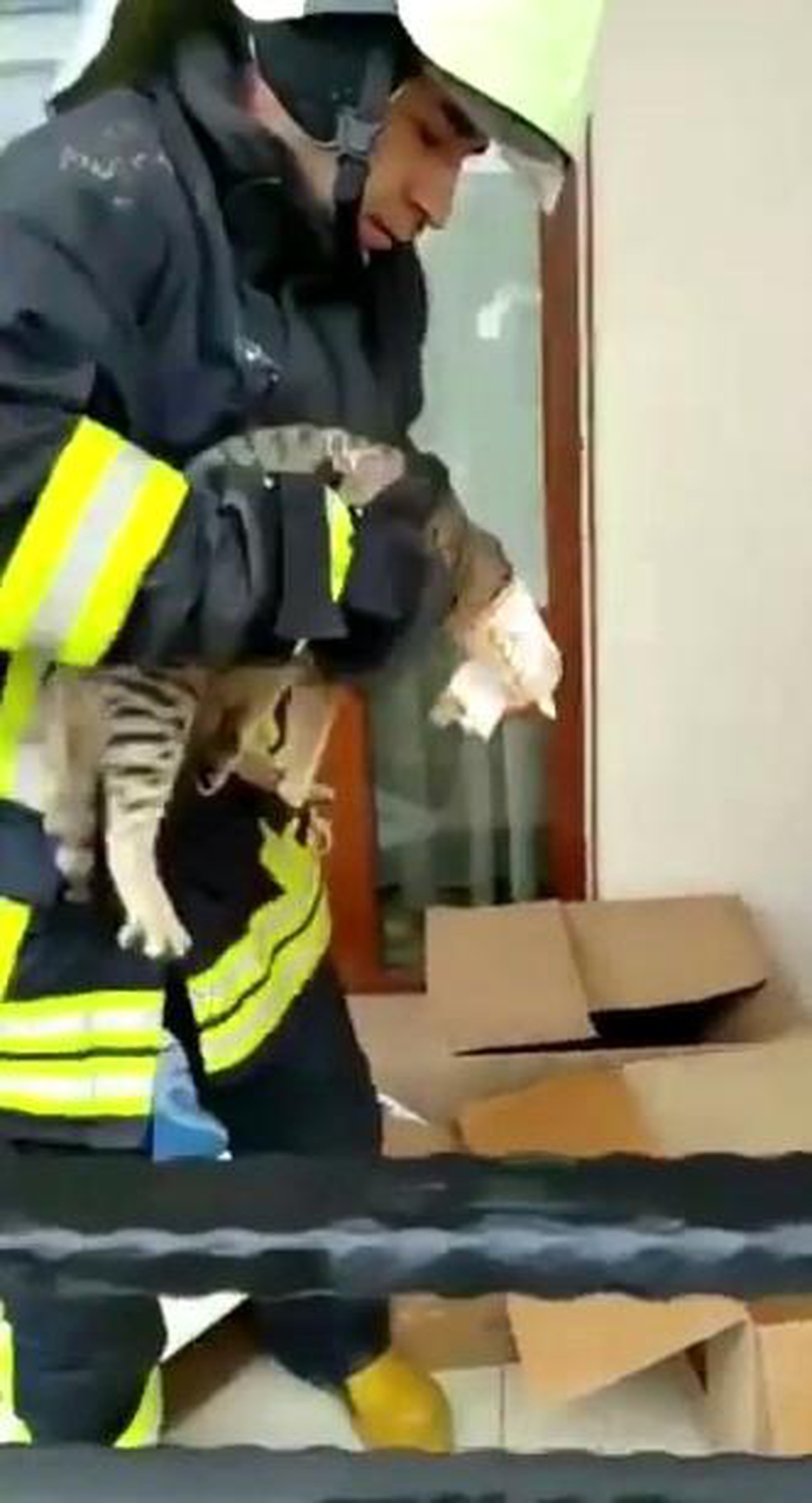 Yaramaz kedi kafasını konserve kutusun sıkıştırdı