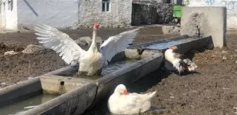 Yazın büyütülüp, kışın kesilen Kars kazının lezzeti başka