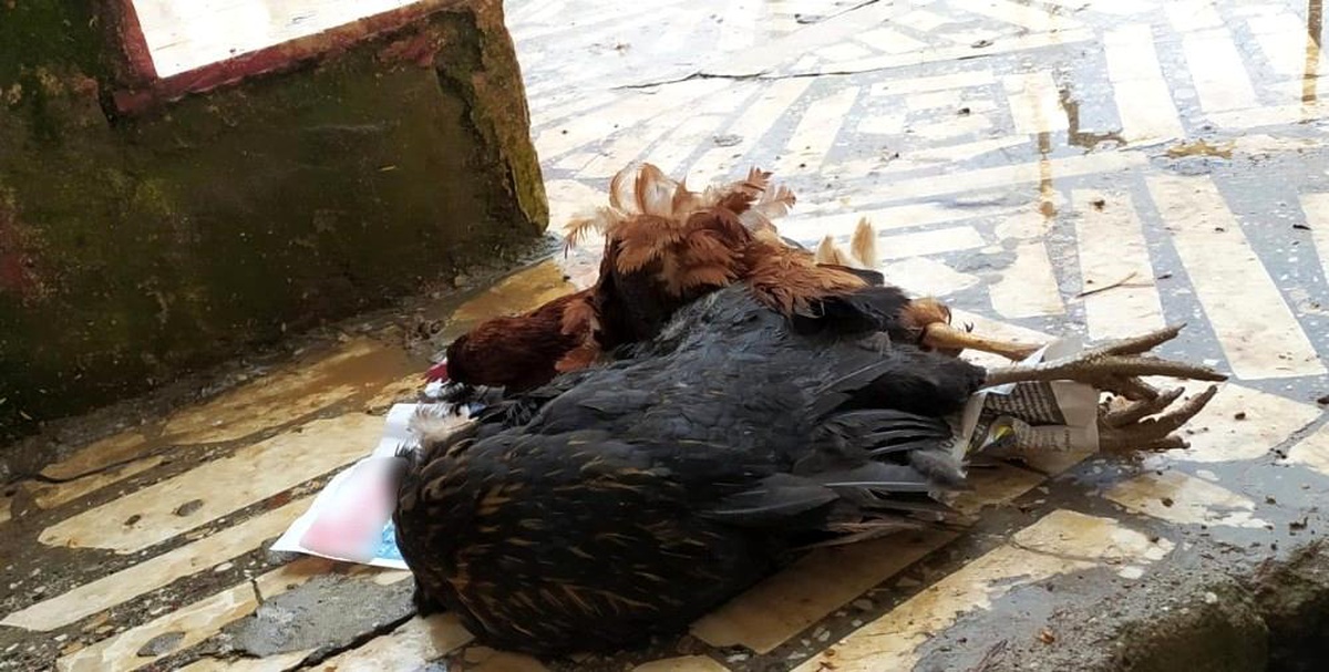 Aç kalan sokak köpekleri tavukları parçaladı