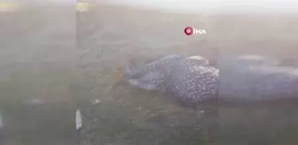 Son dakika: Adana'da 8 aylık hamile kadını kardeşi öldürdü