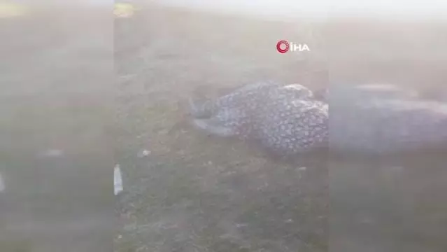 Son dakika: Adana'da 8 aylık hamile kadını kardeşi öldürdü