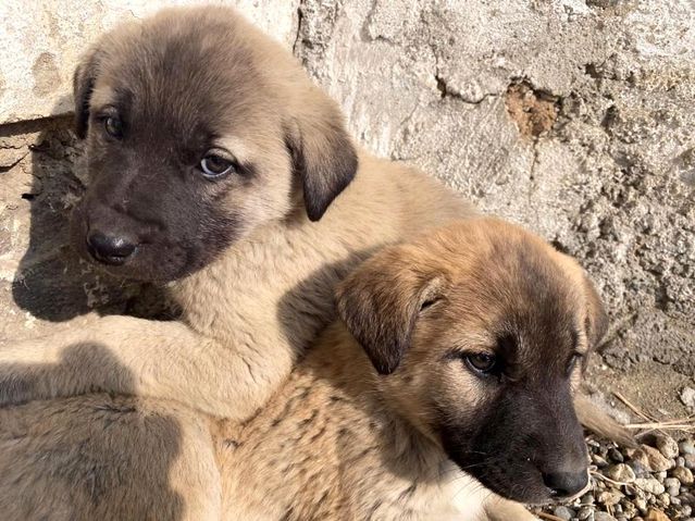 Son Dakika Haberleri Annesiz Kalan Yavru Kopekler Agrili Cocuklarin Sevgisiyle Hayata Tutundu Son Dakika