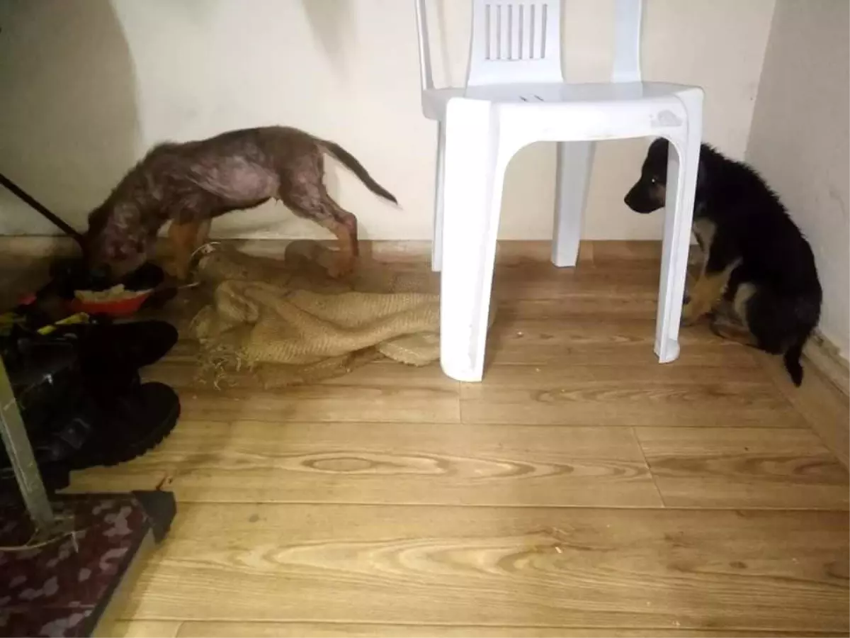 Donmak üzere olan köpek yavrularına yardım eli uzattı