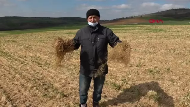 EDİRNE Sararan buğday tarlaları, ayçiçeğini bekliyor