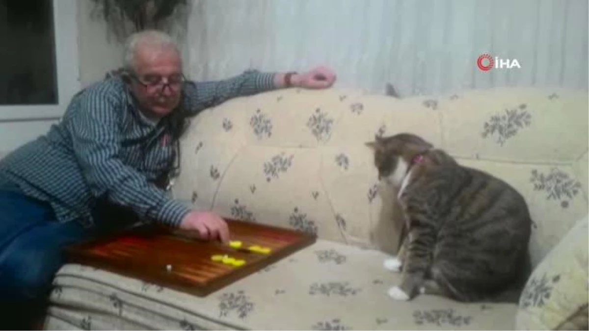 Emekli çiftin en büyük eğlencesi tavlacı kedileri