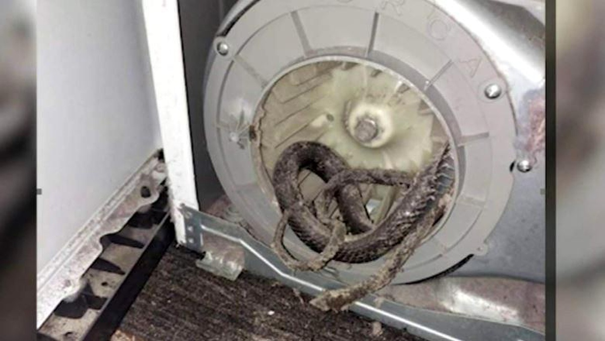 Florida\'da kurutma makinesinin içinden yılan çıktı