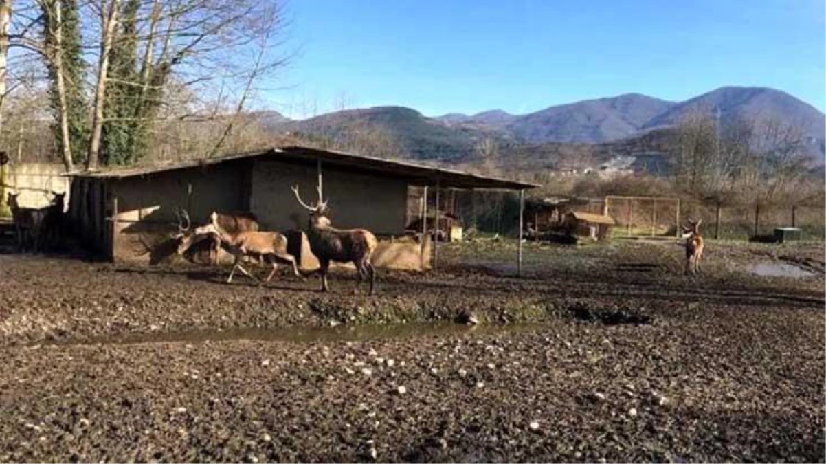 Hayvanat bahçesinde kafesinden çıkardığı ala geyiği tüfekle öldüren şahsa rekor ceza