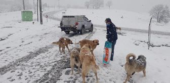 Karda yiyecek bulmakta zorlanan köpekler için mama bırakıldı