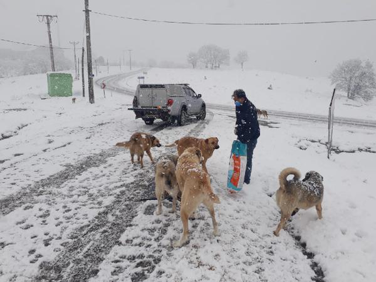 Karda yiyecek bulmakta zorlanan köpekler için mama bırakıldı