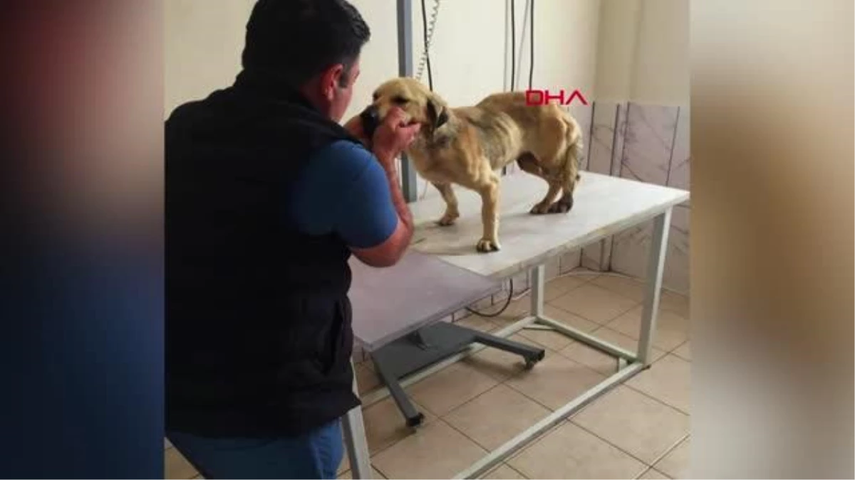 MUĞLA Vücudunda saçmalarla bulunan köpek, 1 aylık tedaviyle sağlığına kavuştu