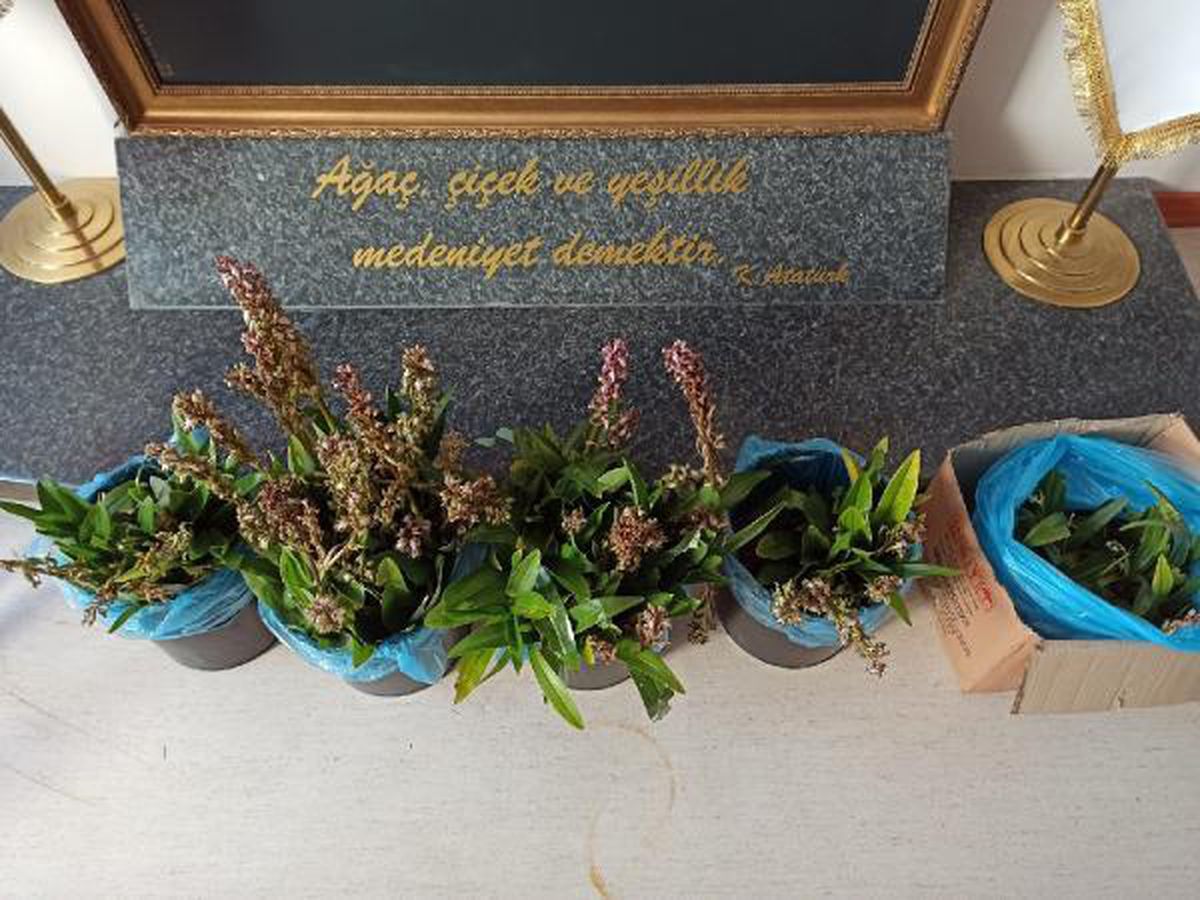 Tabiat parkından izinsiz orkide toplayan 2 kişiye 160 bin lira ceza