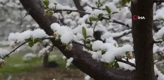 Turgutlu'da kar yağışı etkili oluyor.. Çiçek açan ağaçlar kar altında kaldı
