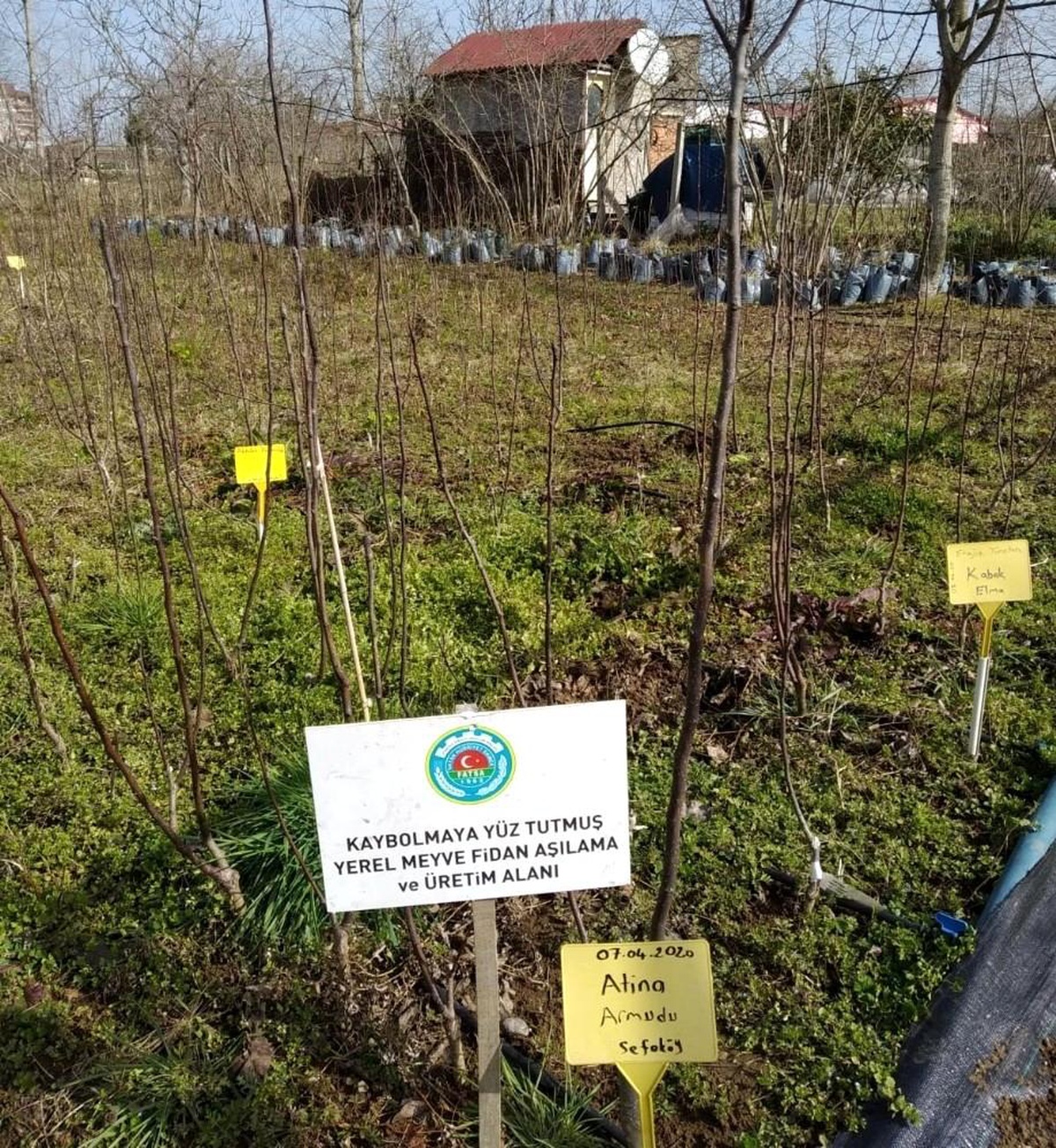 Unutulmaya yüz tutmuş meyveler yeniden yeşeriyor