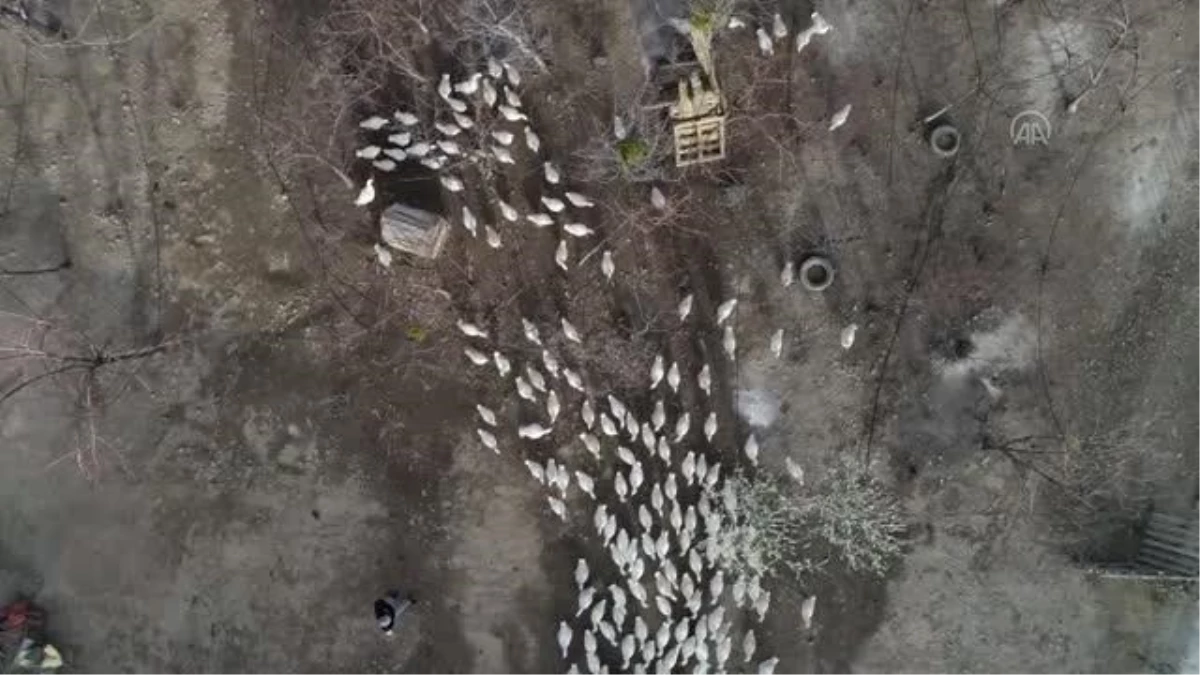AFYONKARAHİSAR - Evinin bahçesinde yetiştirdiği kaz yavruları yoğun talep görüyor