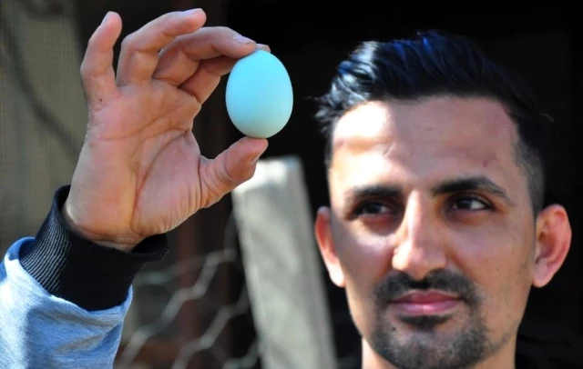 Amerika'dan getirttiği mavi yumurtalar hayatını değiştirdi! Ayda bin adet üretip tanesini 80 dolardan satıyor