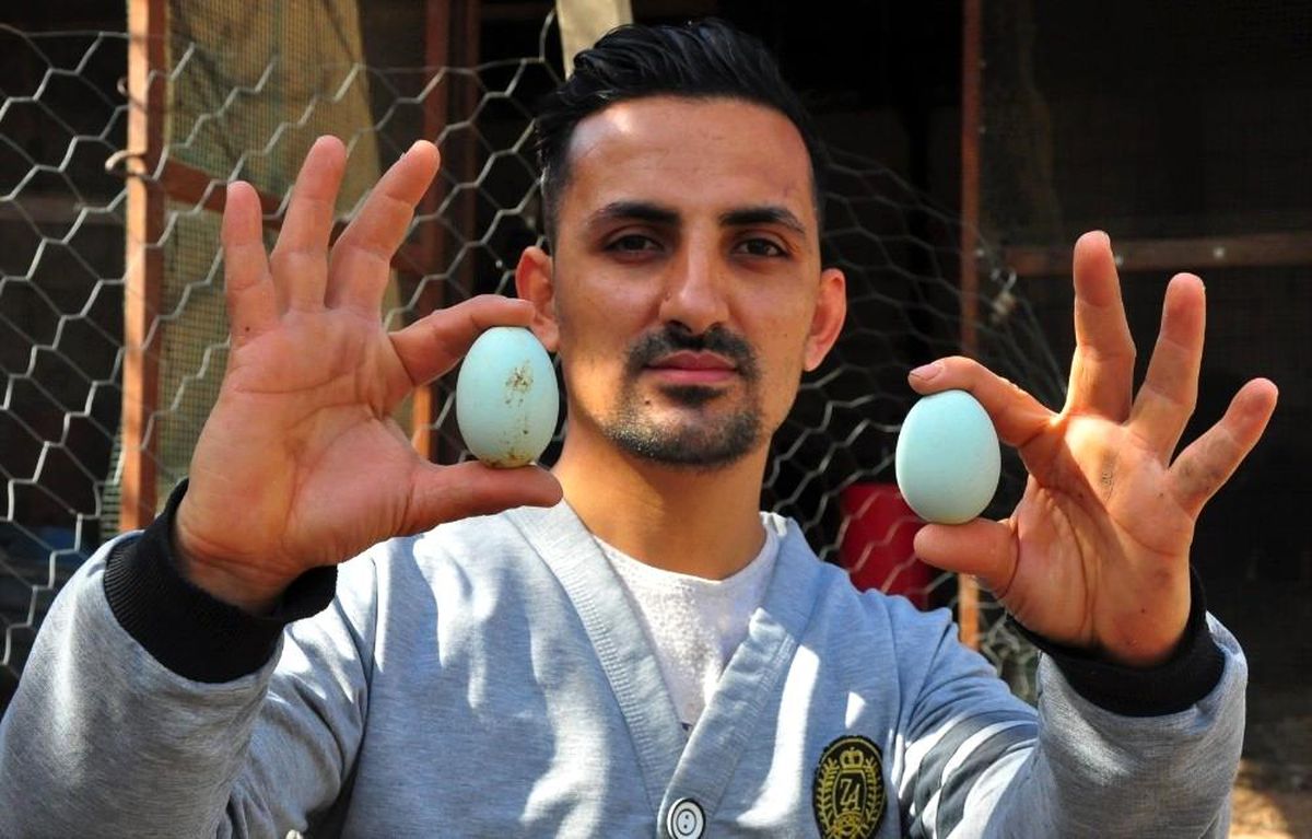 Amerika\'dan getirttiği mavi yumurtalar hayatını değiştirdi! Ayda bin adet üretip tanesini 10 dolardan satıyor